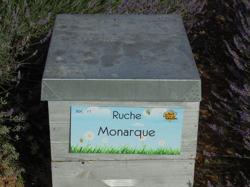 La ruche Monarque