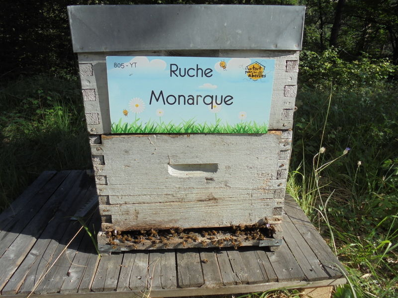 La ruche Monarque