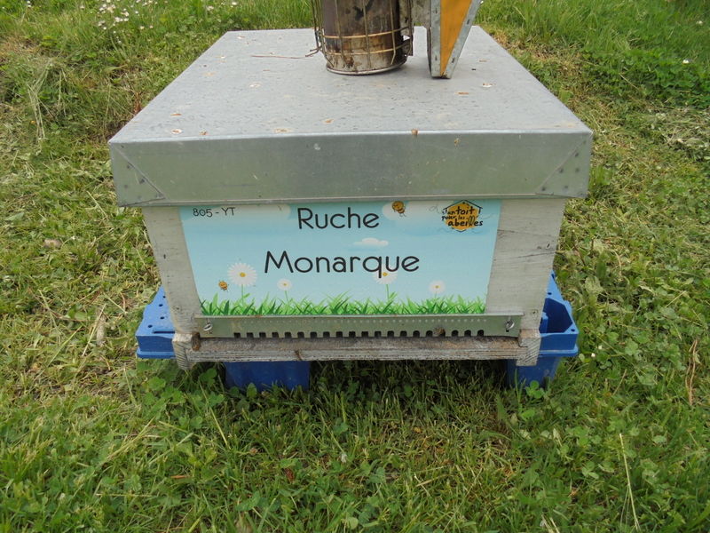 La ruche Monarque