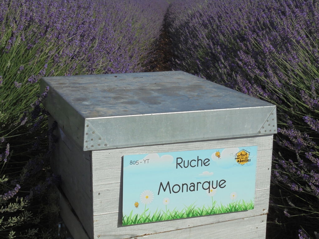 La ruche Monarque