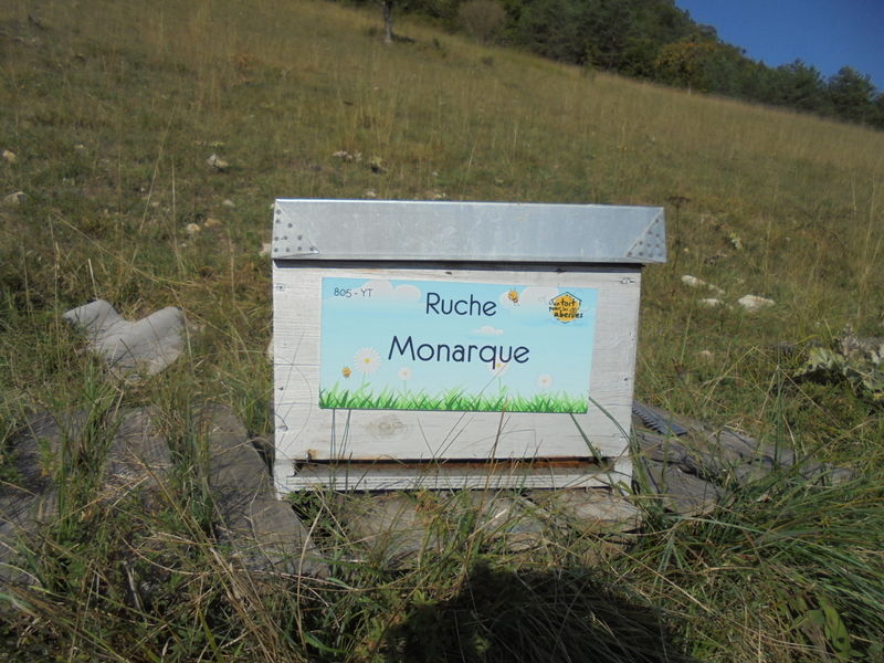 La ruche Monarque