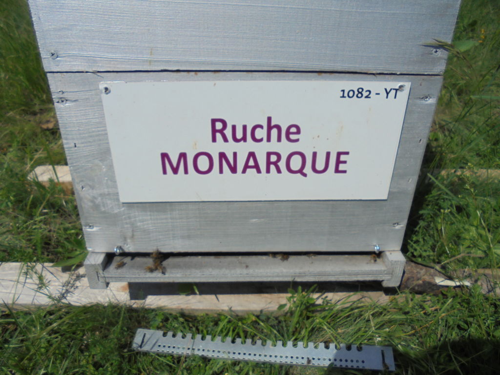 La ruche Monarque
