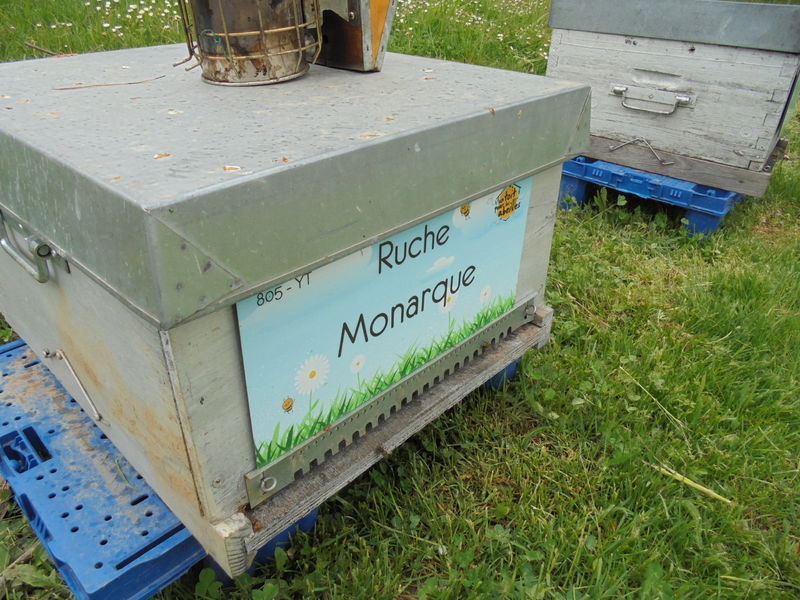 La ruche Monarque