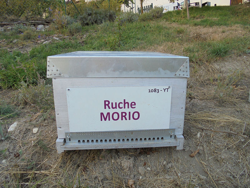 La ruche Morio