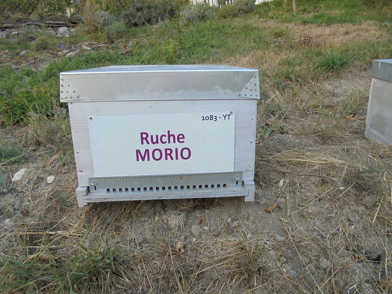 La ruche Morio