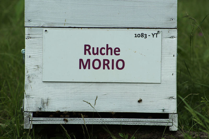 La ruche Morio