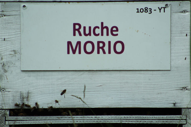 La ruche Morio