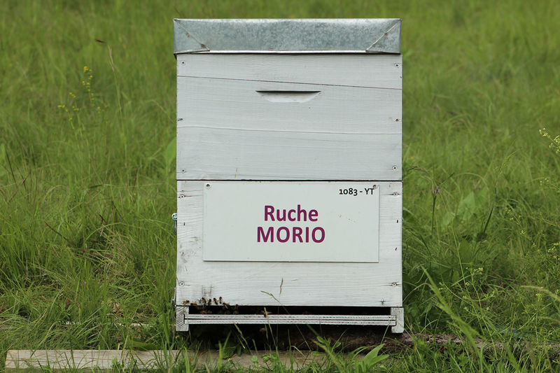 La ruche Morio