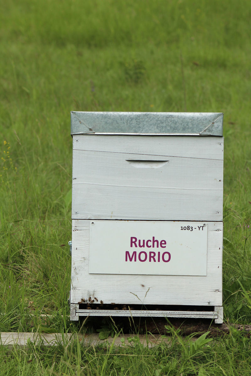 La ruche Morio