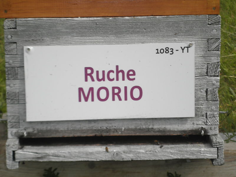 La ruche Morio