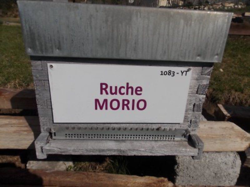 La ruche Morio