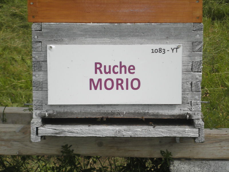 La ruche Morio