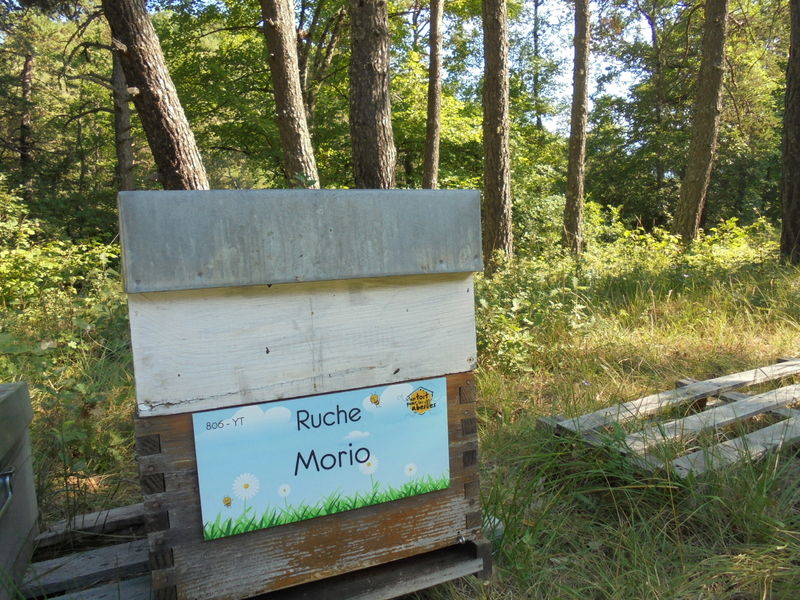 La ruche Morio