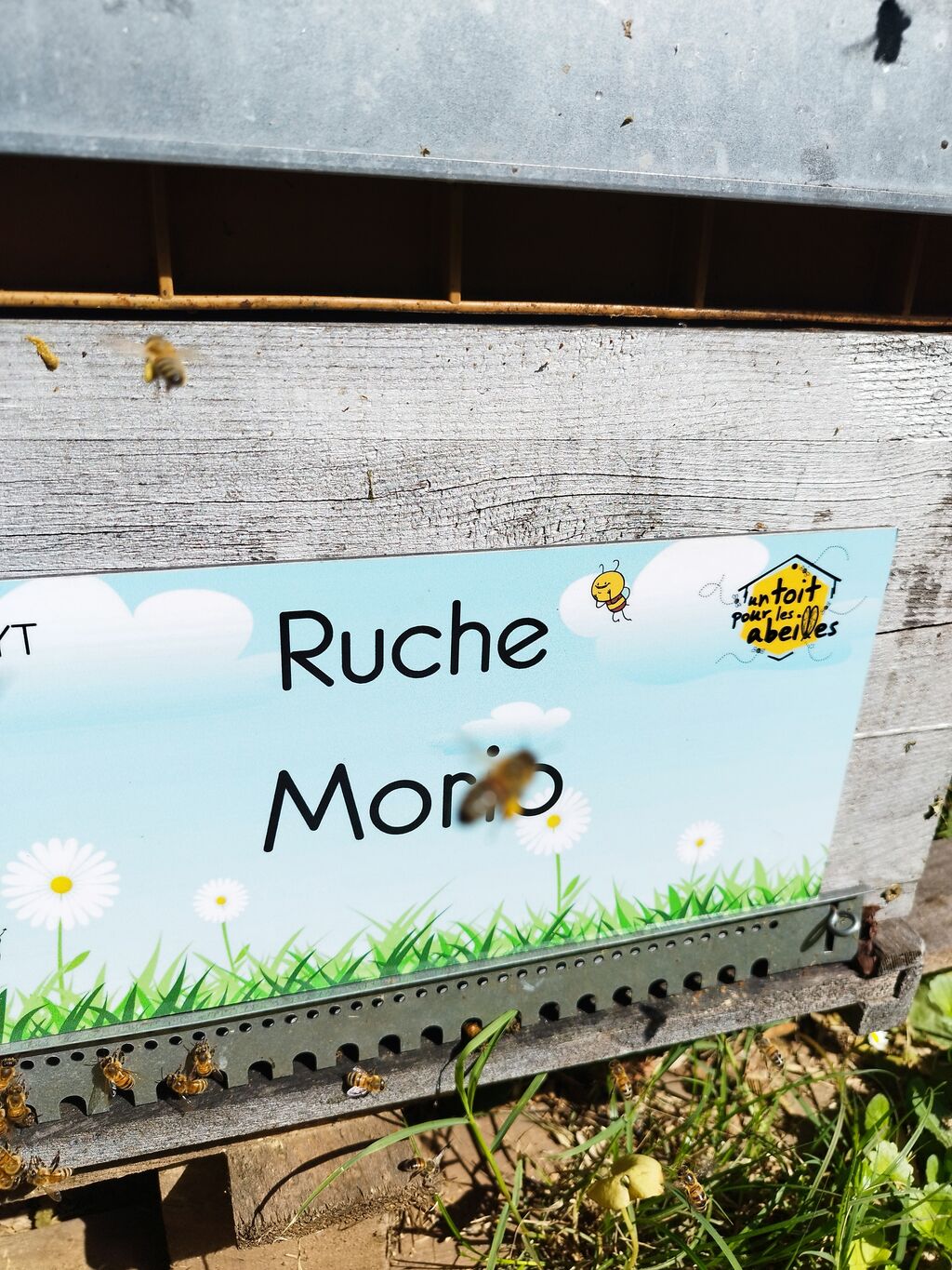 La ruche Morio