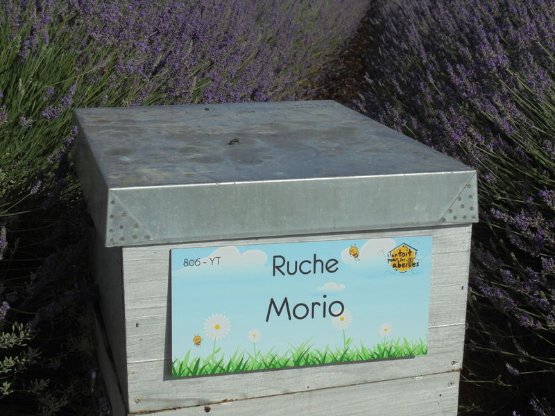 La ruche Morio