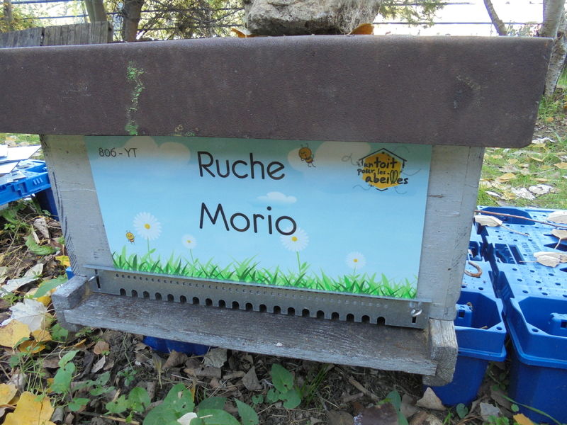La ruche Morio