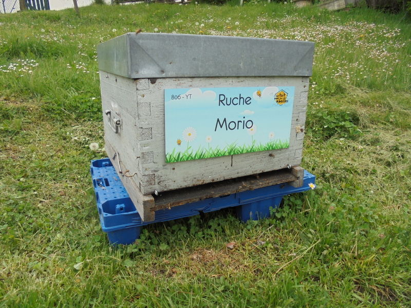 La ruche Morio