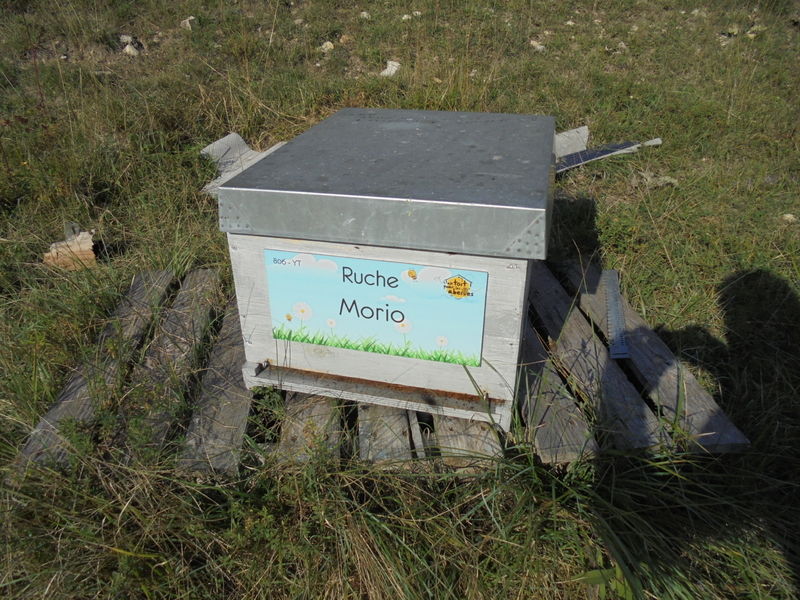 La ruche Morio