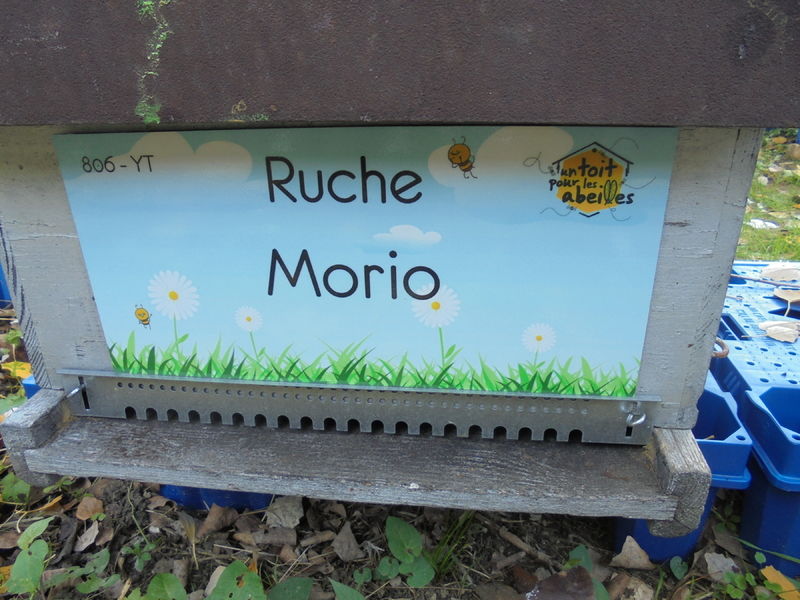 La ruche Morio