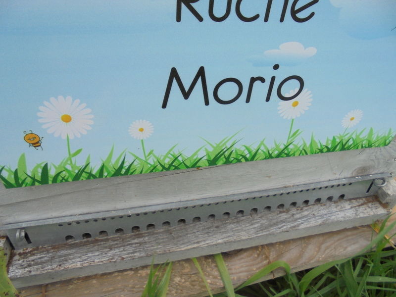 La ruche Morio