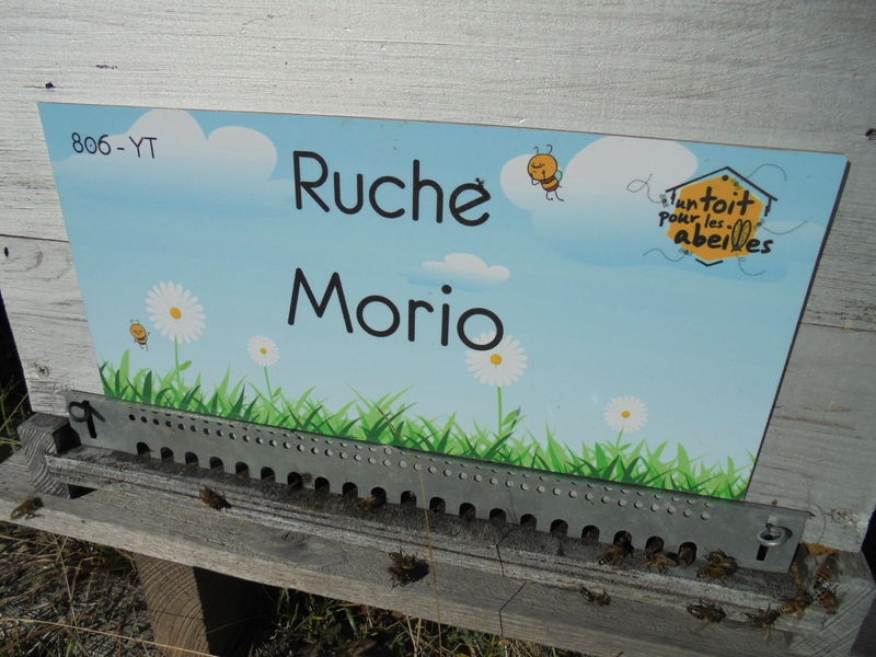 La ruche Morio