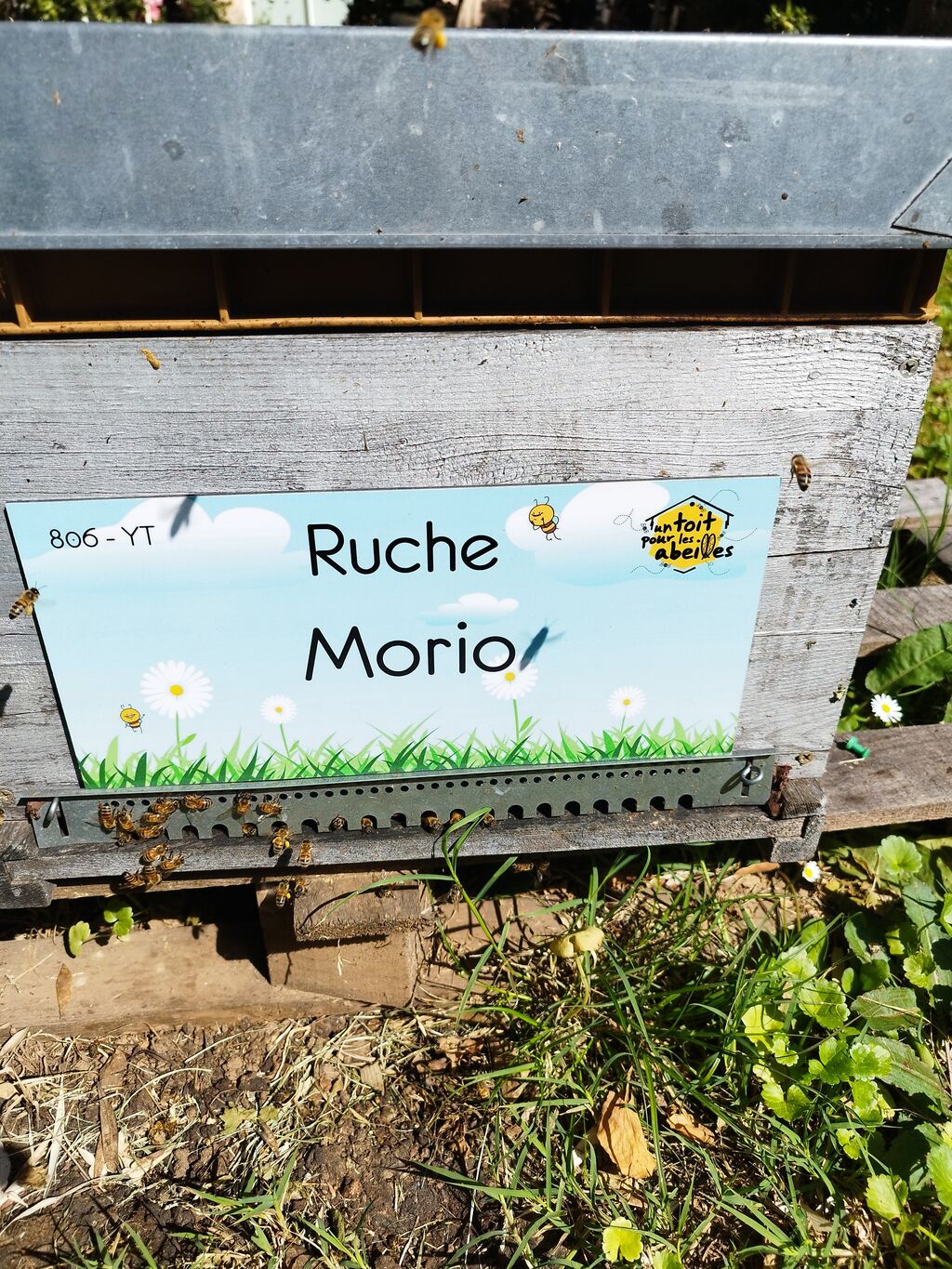 La ruche Morio