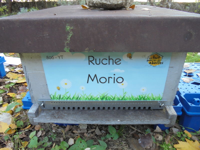 La ruche Morio
