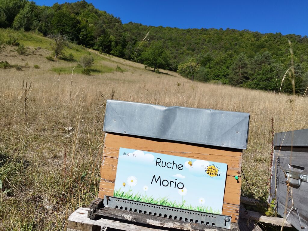 La ruche Morio