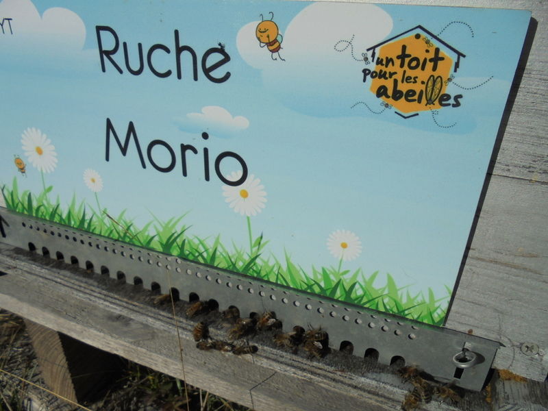 La ruche Morio
