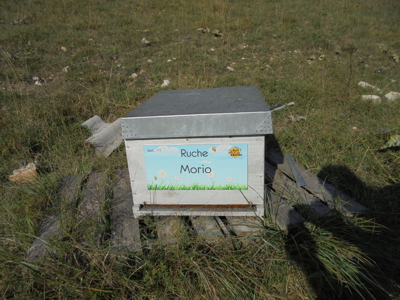 La ruche Morio