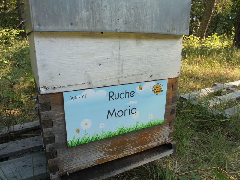 La ruche Morio