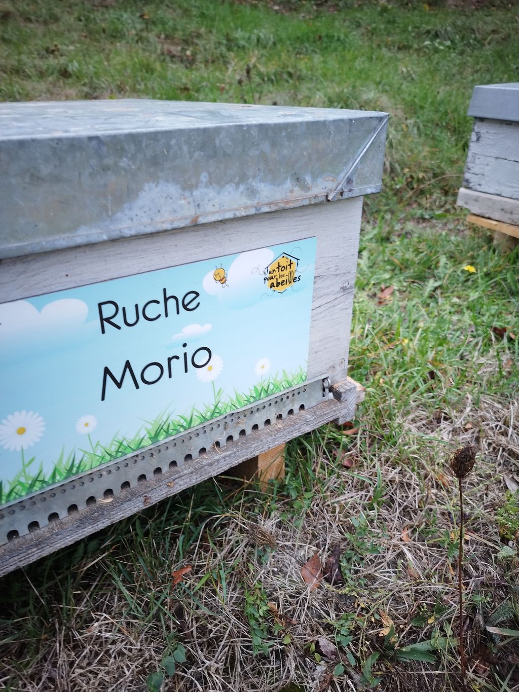 La ruche Morio