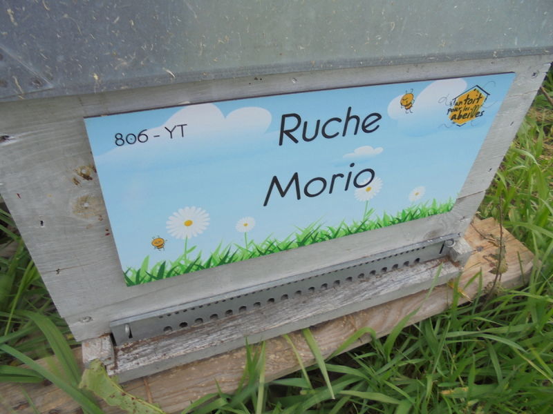 La ruche Morio