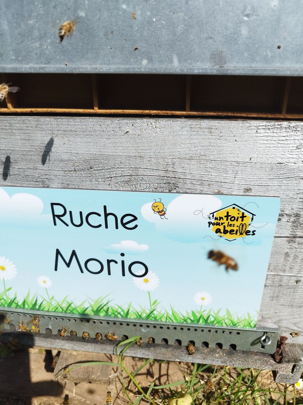La ruche Morio