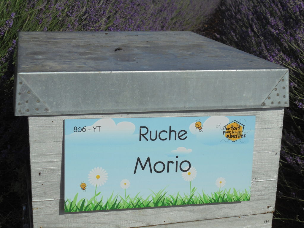 La ruche Morio