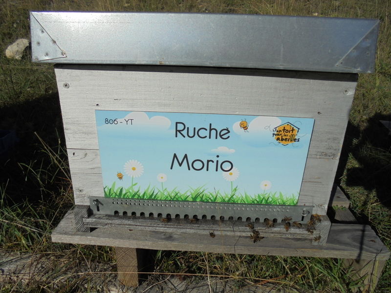La ruche Morio
