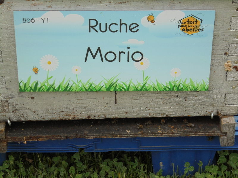 La ruche Morio