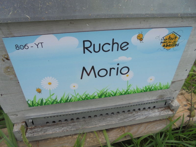 La ruche Morio