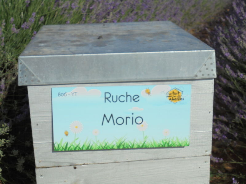 La ruche Morio