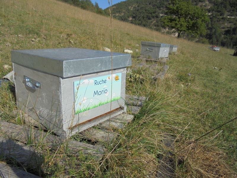 La ruche Morio
