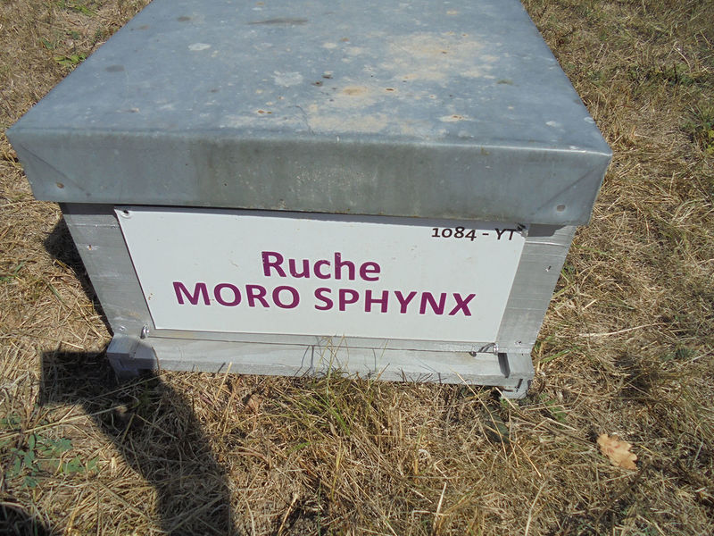 La ruche Moro sphinx