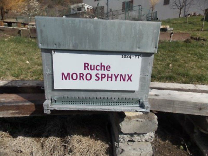 La ruche Moro sphinx