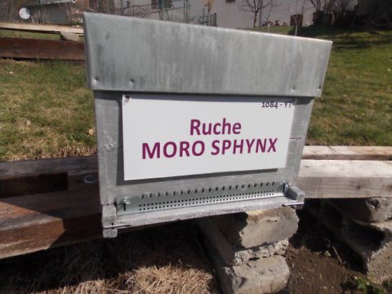 La ruche Moro sphinx