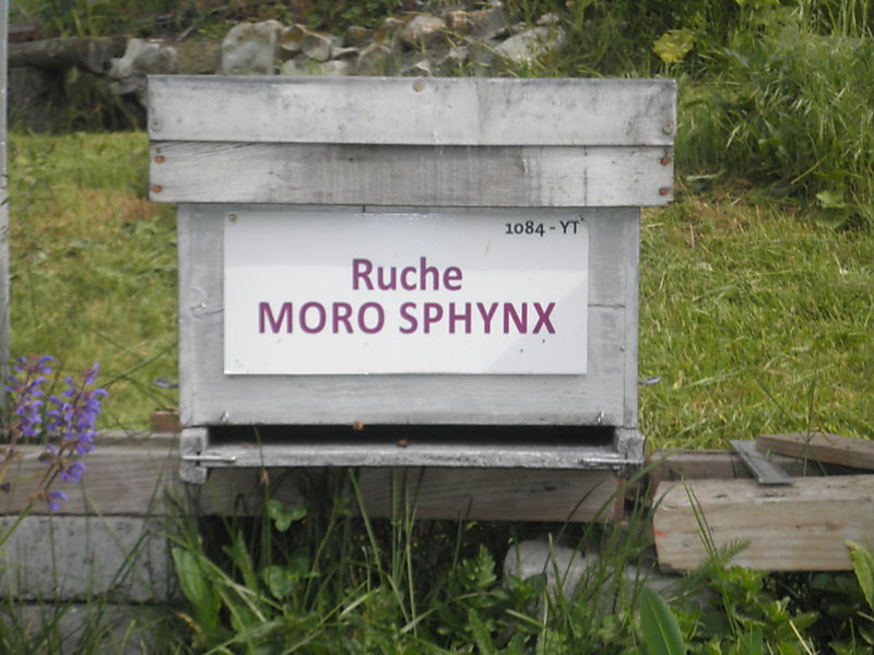 La ruche Moro sphinx