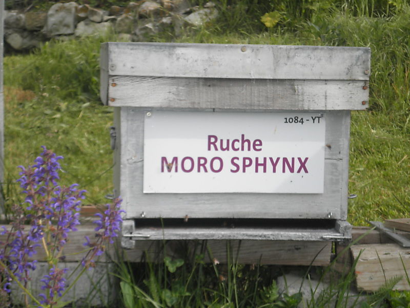 La ruche Moro sphinx