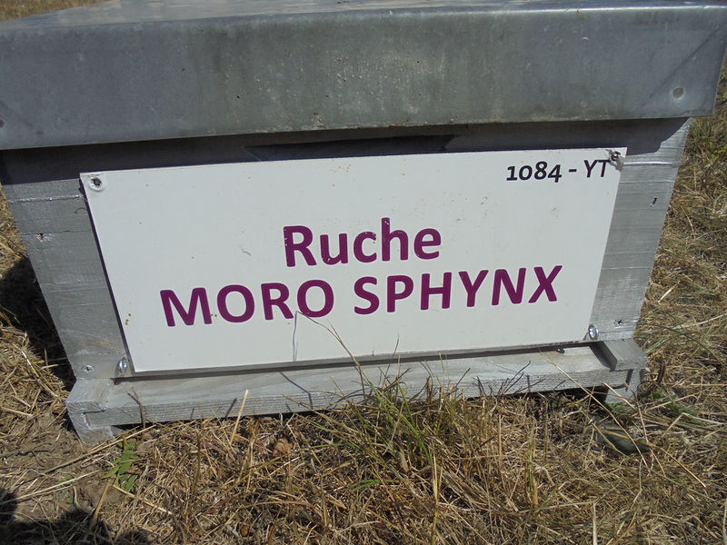 La ruche Moro sphinx