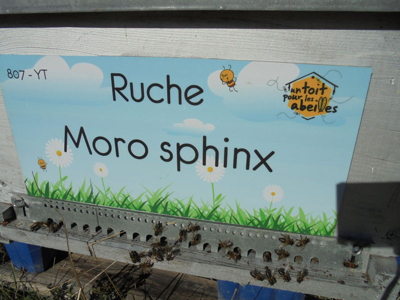La ruche Moro sphinx