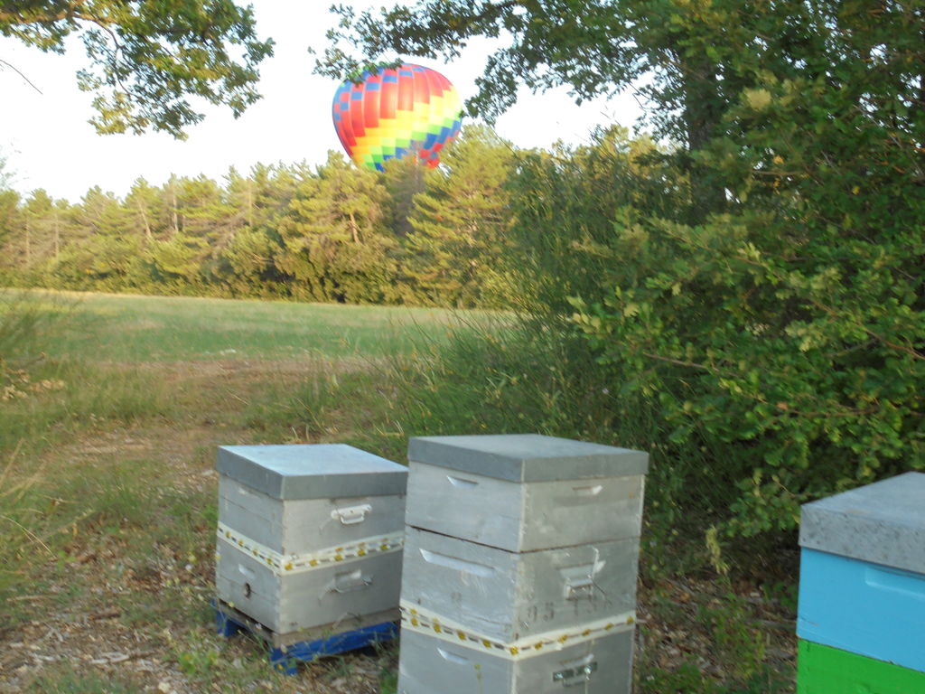 La ruche Moro sphinx