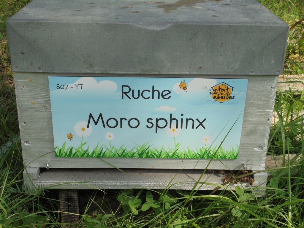 La ruche Moro sphinx