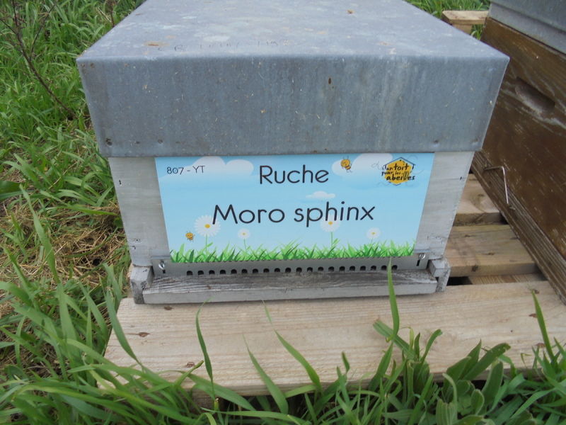 La ruche Moro sphinx